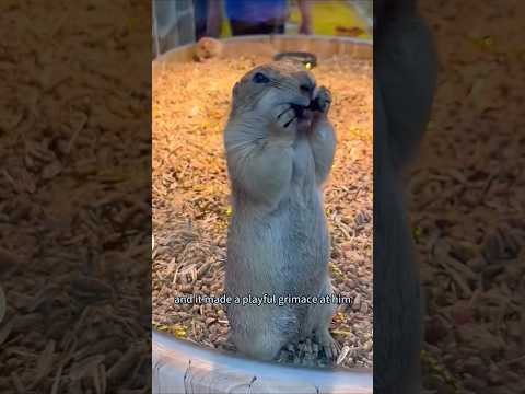 This little prairie dog is a car enthusiast. #animals #prairiedog #cute #pets #shorts