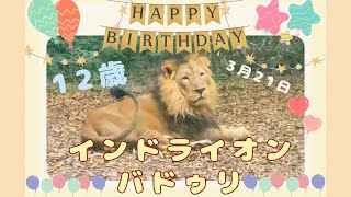 3月21日はインドライオンのバドゥリ君のお誕生日💓おめでとう🎉子供達にも大人気❤️短い動画です✨#インドライオン  ＃ライオン ＃ズーラシア #誕生日