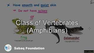 Class of Vertebrates (Amphibians)