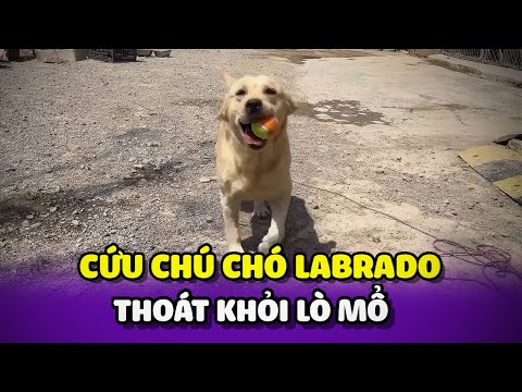 Cứu giúp chú chó Labrado thoát khỏi tay dao của chủ lò mổ