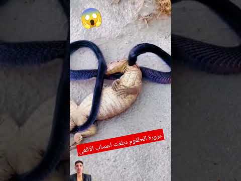 عرودة الحلقوم دبلغت اعصاب الافعى #shorts