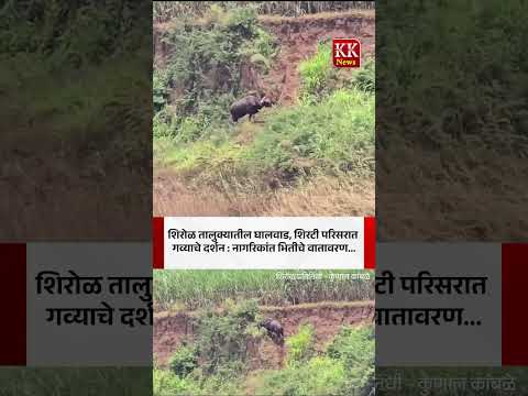 शिरोळ तालुक्यातील घालवाड, शिरटी परिसरात गव्याचे दर्शन : नागरिकांत भितीचे वातावरण...#kknews