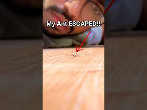 My Ant ESCAPED!!