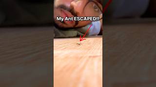 My Ant ESCAPED!!