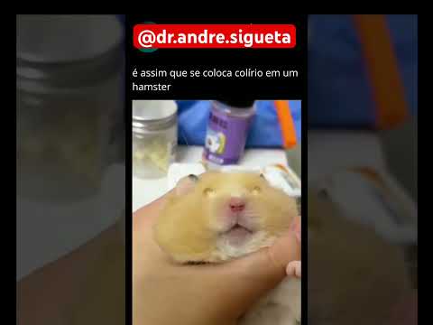 Pingando colírio em rato