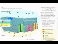 Exploring Cell Membrane Transport Mechanisms