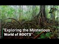 Meristica Swamp Ecosystem Insights