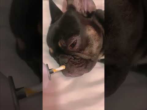 Food wakes up the dog