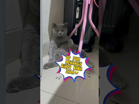 Dd Pum Menangis ingat kakak Zala😭 #cat #shorts