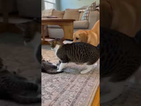 Big Dog Bullies Kitten, Fierce Cat Saves the Day in Hilarious Family Clip