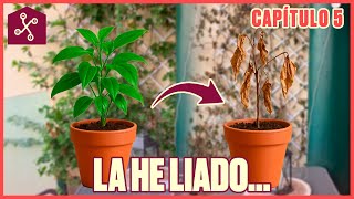 He AHOGADO mis PLANTAS: Bomba de RIEGO y Xiaomi Pet Food Feeder | Domotizar o morir en el intento 5