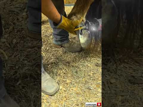 The Largest Hoof I Have Ever Had To Trim. Horse Restoration Front Hooves.