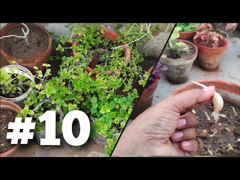 Garden Rebuild #10: Rescuing My Plant & Growing Garlic Plants