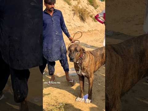 33 Inch Pakistani Bully Kutta Moti | Talha Ghouri Vlogs #shorts
