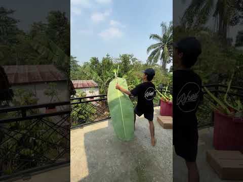 EXPERIMENT LAYANGAN DAUN PISANG RC 4 #rc #idekreatif #diy #layangan #kite