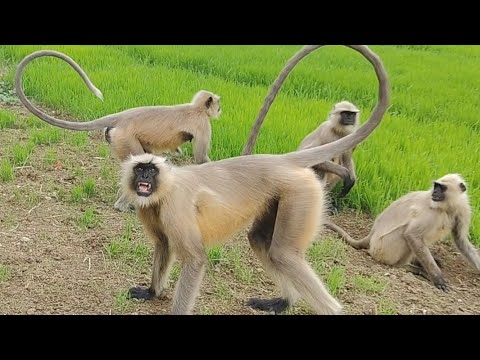 Langoor wala Zoom video