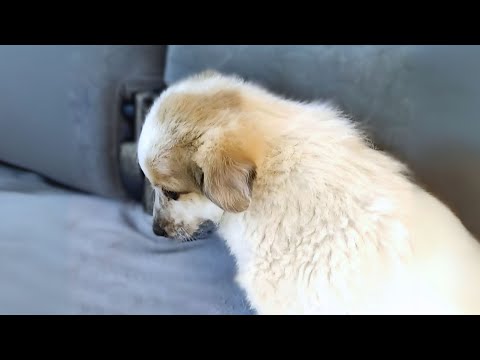 Small Puppy Was Found by the Ocean and we Couldn't Leave Him