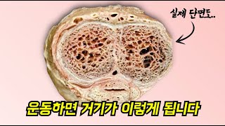 과학이 밝혀낸 운동이 꽈주에 미치는 영향.. (더 커지는 방법도 있음)   #education #science