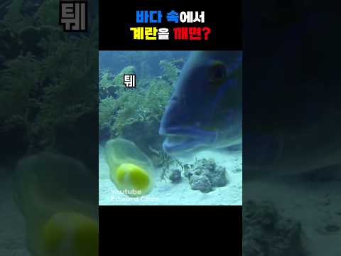 계란 처음 먹어본 물고기 반응