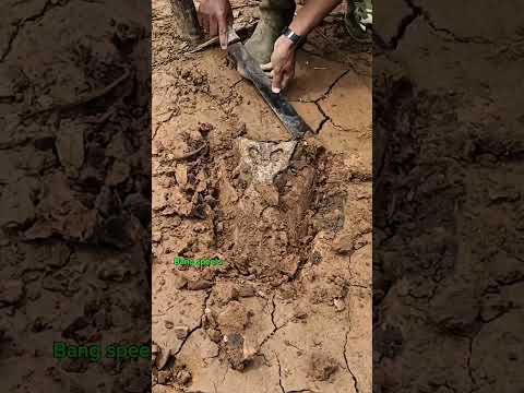 DITEMUKAN FOSIL BINATANG PURBA