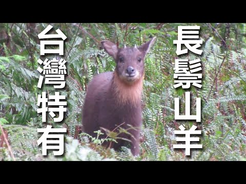 台灣唯一且特有的野生牛科動物~台灣長鬃山羊 - YouTube(2分46秒)