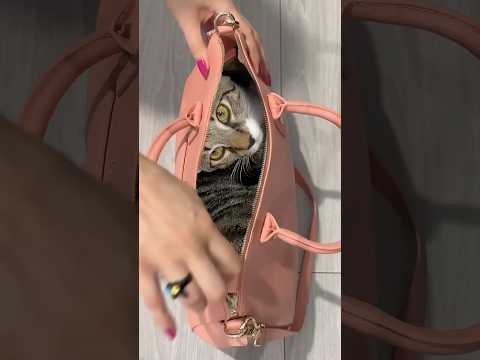 Cat sneaks into bag! ๐๐พ #cats #funny