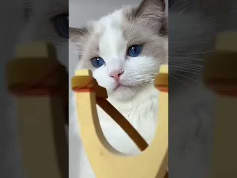 revenge in cat wood hand mini wood toy wood working art skillcrafts