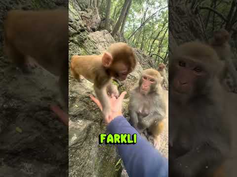Daha Önce Hiç Fasulye Yiyen Maymun Gördünüz Mü?