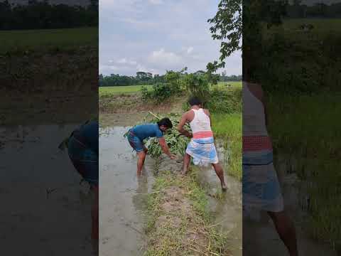 আমার জিবনের প্রথম।দেখলাম এমন দুষ্টামি