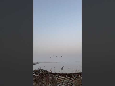 Male mallards 🦆 hunt 3 down good hunt #duckhunt subscribe