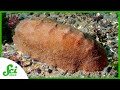 Chiton Teeth and Biomineralization Concepts