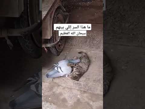 عتبي على البشر بهذا الزمان.. البعض زعلانين مع بعض.. نسأل الله حسن الخاتمه #الحمدلله #القرآن_الكريم