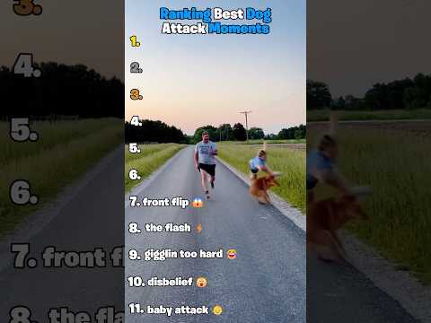 Ranking Best Dog Attack Moments