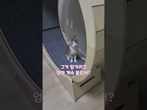 불렀는데 안 왔다고 화내는 고양이 #쪼르는쪼이