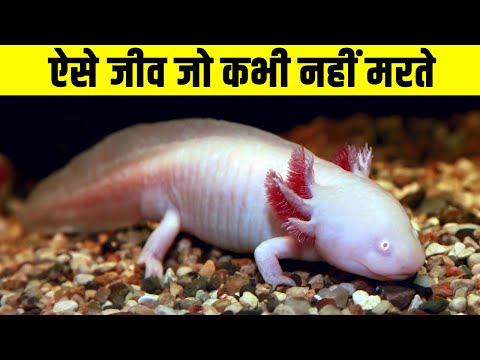 ऐसे जीव जो कभी नहीं मरते| The animals that can live forever