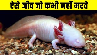 ऐसे जीव जो कभी नहीं मरते| The animals that can live forever