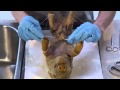 Fetal Pig Dissection Procedures