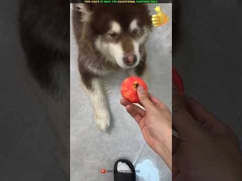 The Dog Apple 🍎🐕| New Viral Gadgets, Smart Appliances, Kitchen Utensils/ Home Inventions