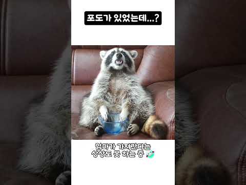 포도가 있었는데...? 🍇