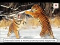 Animal and Plant Characteristics Assessment