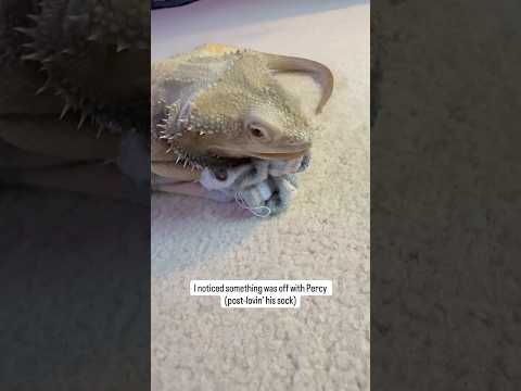 Percy is wearing his lady down! 🧦🦎 #percy #new #reptiles #pets #lizard #beardeddragon #beardies