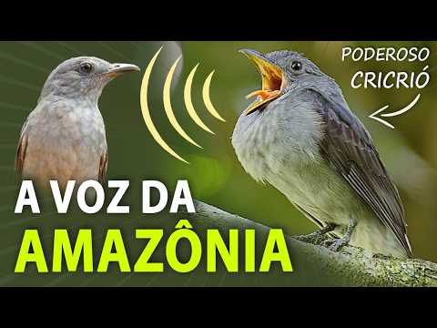 PASSARINHANDO na AMAZÔNIA: O Canto do CRICRIÓ e outros Sons Incríveis!