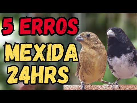 5 ERROS NA CASADA 24HRS POR ISSO SEU COLEIRO PAPACAPIM NÃO CANTA!