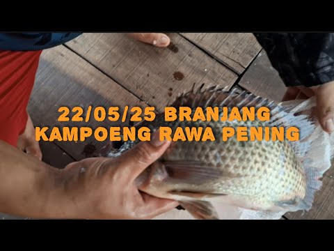 22/05/25 branjang rawa pening kampung rawa air meluap ikan lahap ‼️ fishing videos