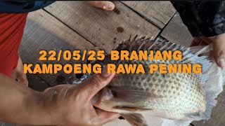 22/05/25 branjang rawa pening kampung rawa air meluap ikan lahap ‼️ fishing videos