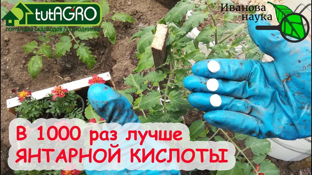 Огурцы и томаты не растут? Даже хилые пойдут в рост! Рецепт домашнего стимулятора.