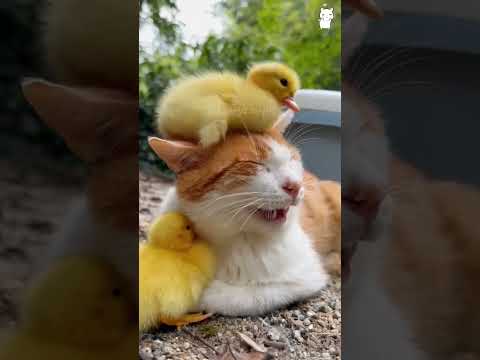 Cat meets duck🤣🤣😂😂 #Cat #Cats #Cutecat #Catliver #fyp #funnyanimals #kitty #usa #foryou