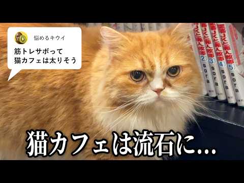 筋トレサボって猫カフェは太りそう