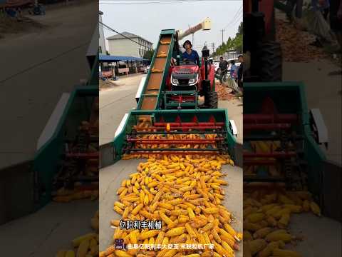 Why is the tractor being driven over so many corn cobs? 🌽 #shorts
