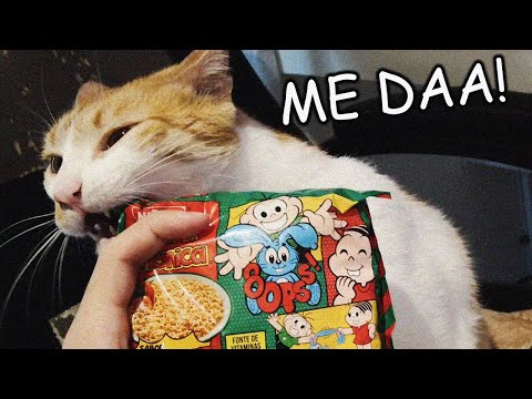 Fazendo um miojo TUNADO com meu gato